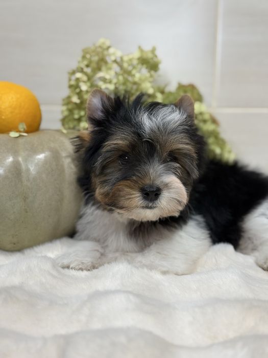 Хлопчик бівер, з документами. Кольровий йорк