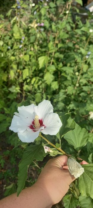 Гібіскус рожевий і білий
