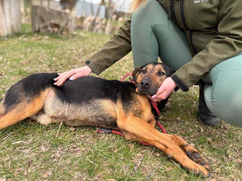 095810 Pluto do adopcji