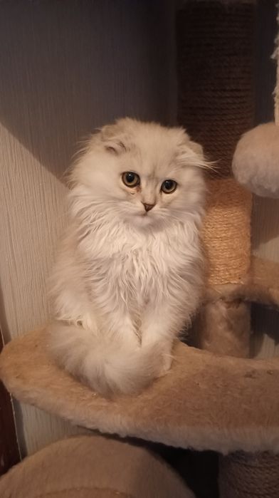 Шотландка длинношерстая мальчик 3мес Скотіш фолдмальчик