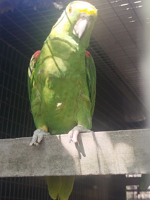 Amazona ochrocephala