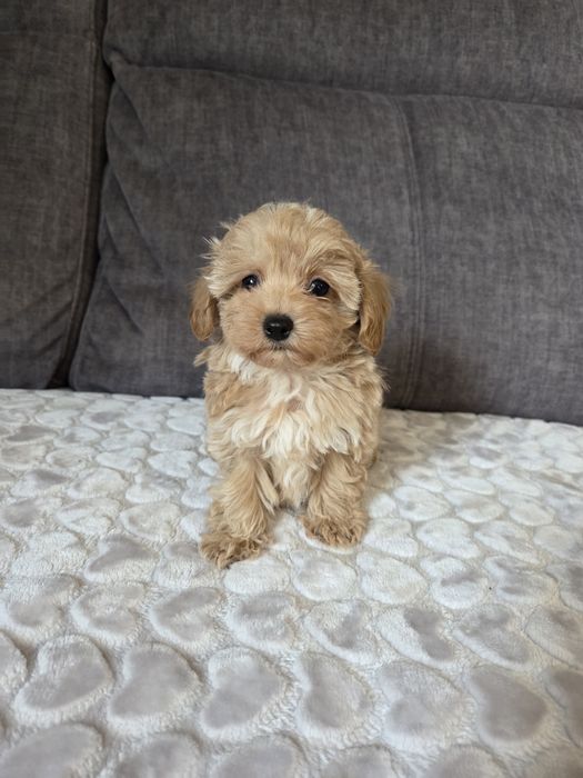 Maltipoo piesek suczka szczeniak