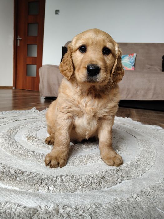 Golden retriever
