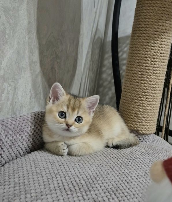 Кошеня британська короткошерста золота шиншила