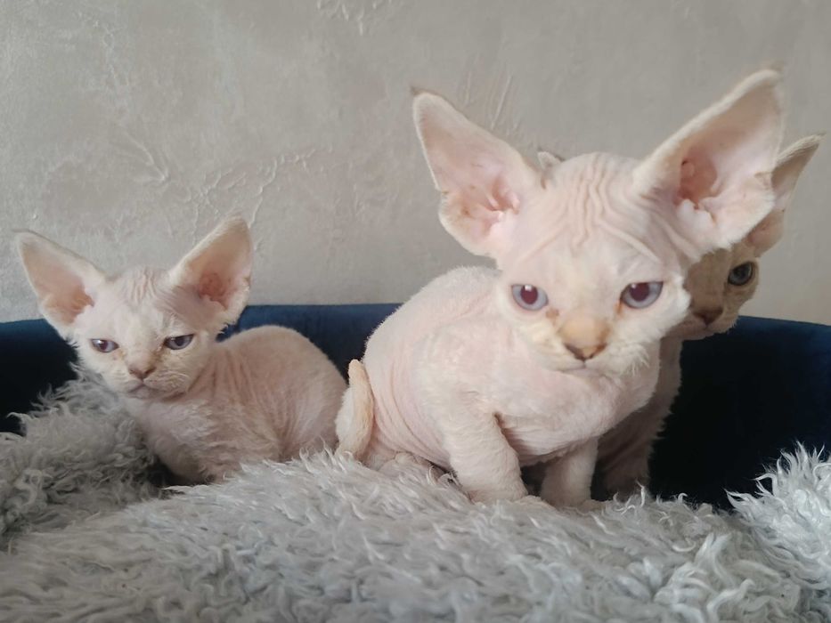 Koteczka Devon Rex (szylkretowy pręgowany point)