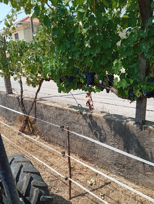 Uvas brancas e tintas