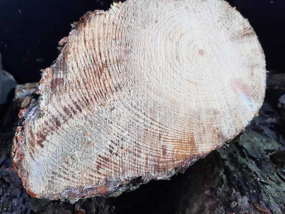 Naturalna Rozpałka Łuczyna Szczypa Sosnowa Szczypka TANIO I JAKOŚCIOWO