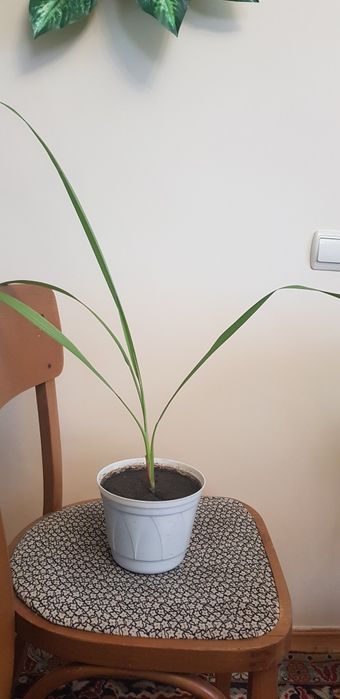 Авокадо кімнатні