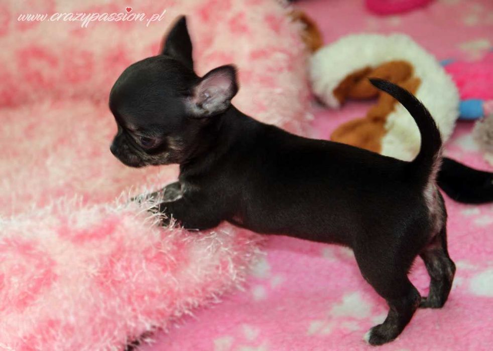 Mini sunia BIANCA Crazy Passion - chihuahua krótkowłosy