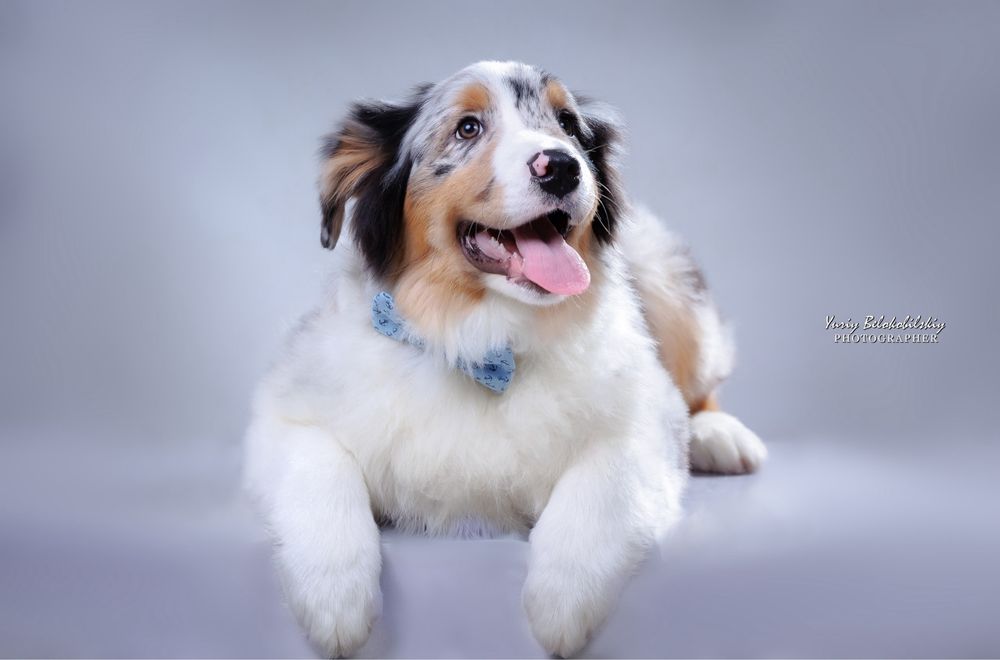 Хлопчик блакитний мармур (НБТ) Австралійська Вівчарка (ауссі) - ФЛІНТ