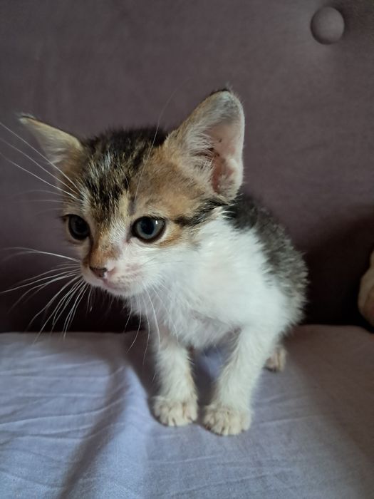 котята (все девочки)