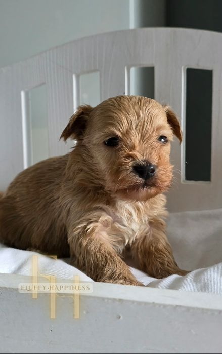 **Maltipoo Cudowny Chłopczyk**Do Rezerwacji