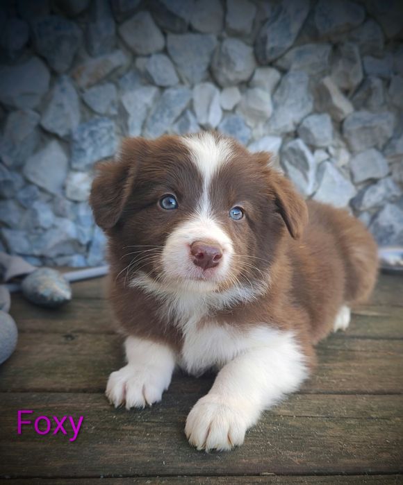 Border collie suczka czekoladowo biała przebadani rodzice