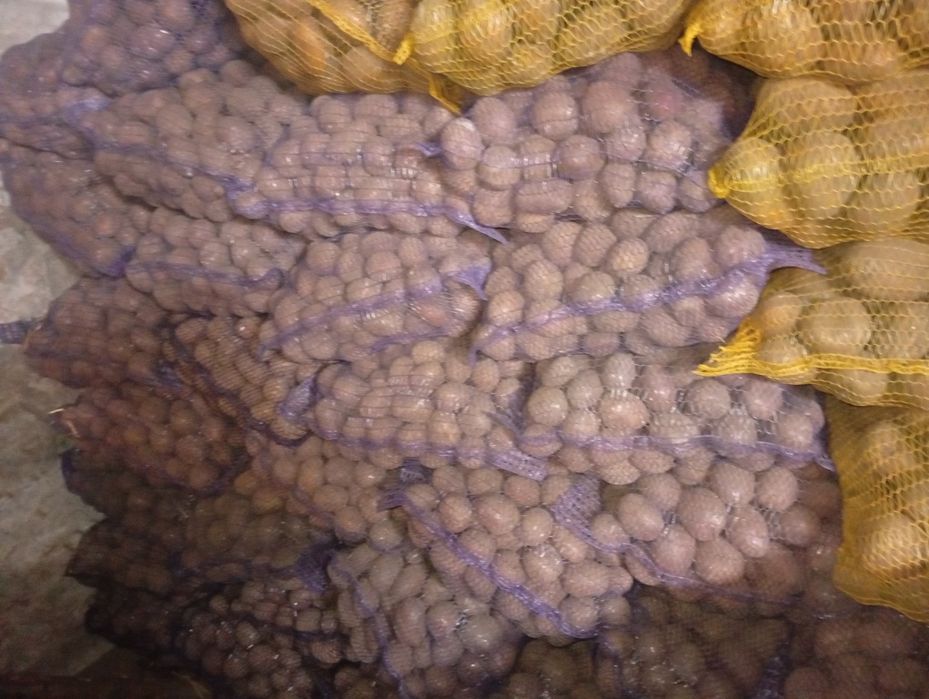 Ziemniaki jak sadzeniaki Bellarosa