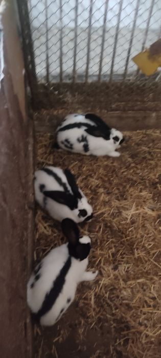 Króliki samce i samice
