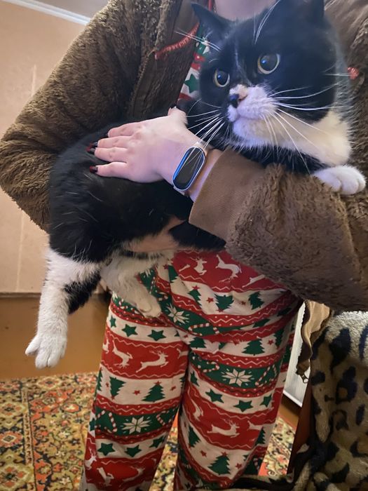 Віддам кішку , в добрі руки