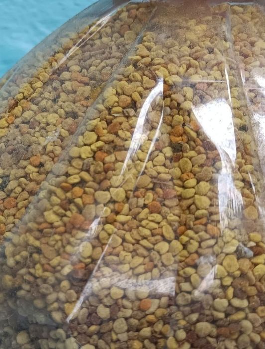 Пилок бджолиний  свіжий  2026