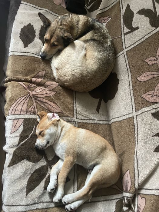 Piesek szuka kochającego domu