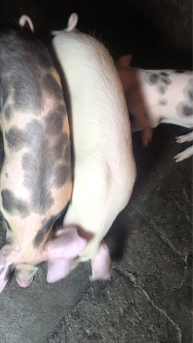 Vendo porcos ja grandinhos cerca de 40kg