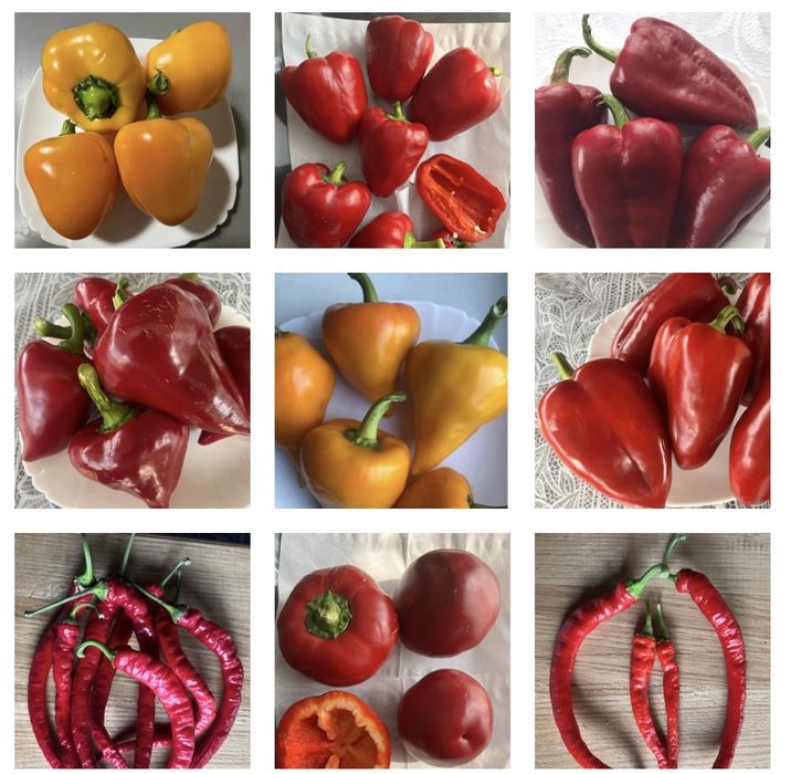 Насіння солодких перців
