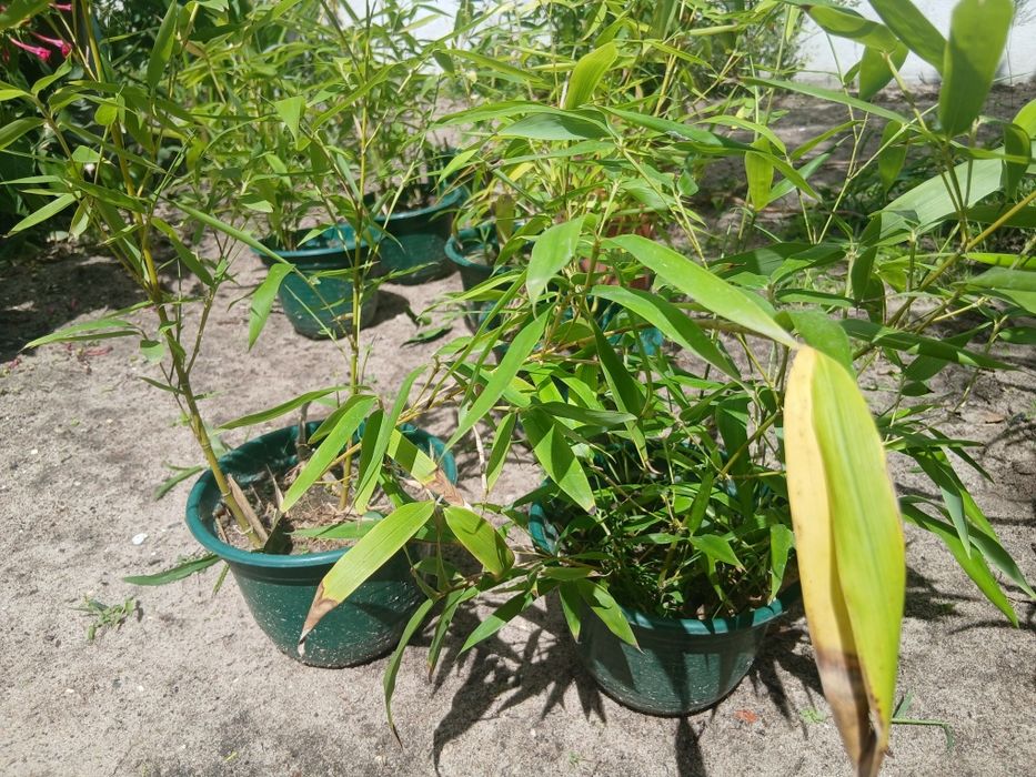 Rebentos de Bambu (Bamboo)
