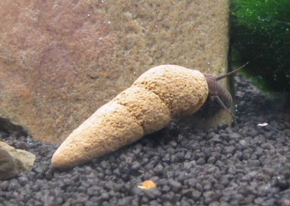 Ślimak Tylomelania perfecta - Tylomelania sp. Chocolate - wysyłka