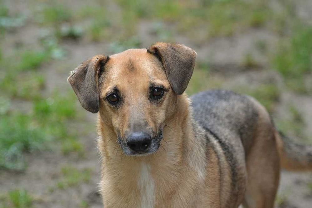 Pazurek nadal czeka na dom!
