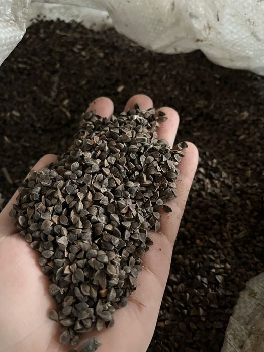 Продам гречку на насіння