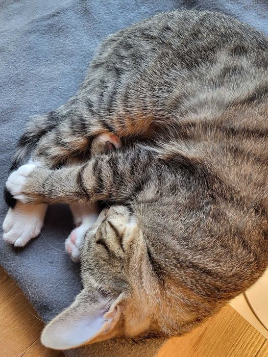 Teodor - uroczy buras poleca się do adopcji