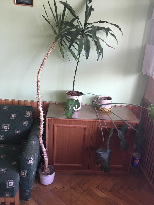 Juka, Dracena, Monstera