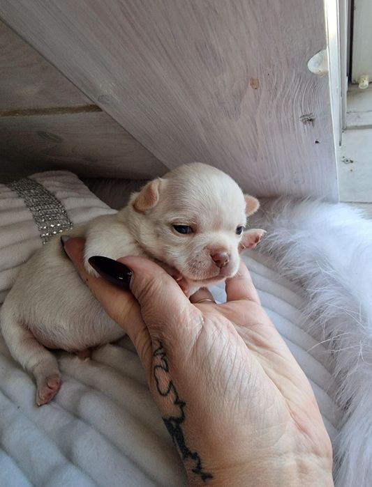 Beżowy piesek Chihuahua