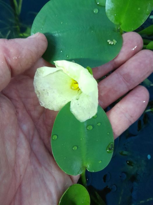 Hydrokleja - Hydrocleis nymph. - roślina akwariowa, pływające liście