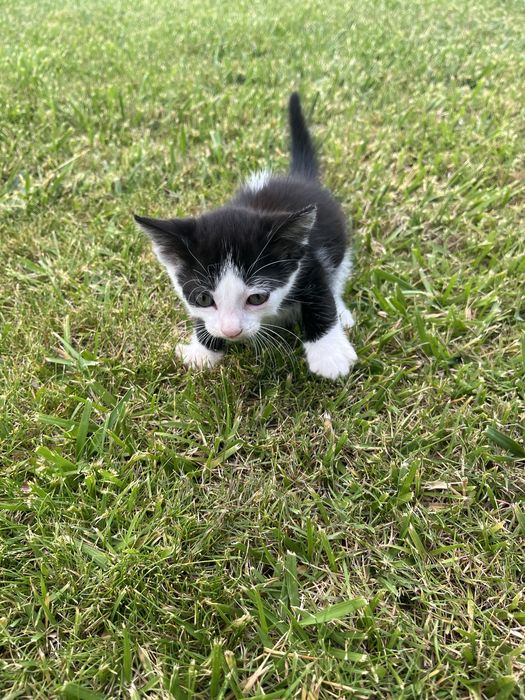 Gatinhas para dar