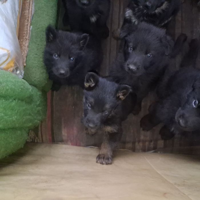 Щенки немецкой овчарки бронь