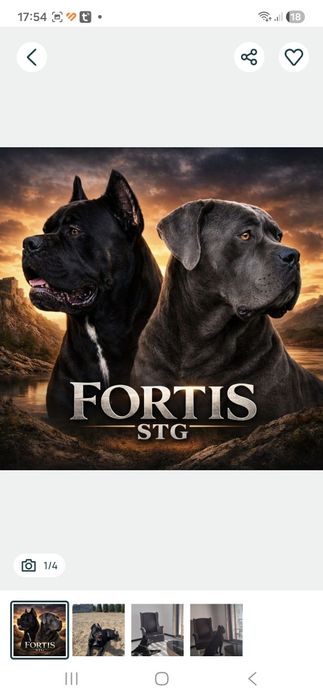 Szczeniak  cane corso   PIEKNE !