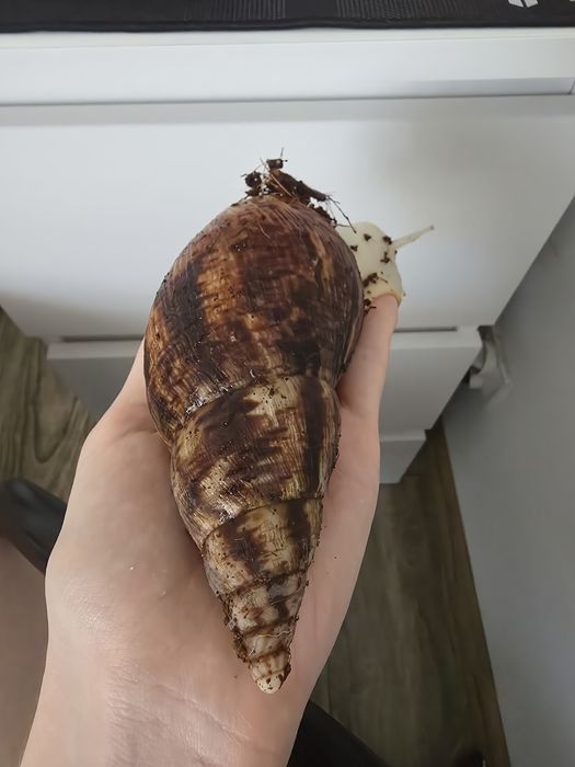 Ślimak afrykański reticulata