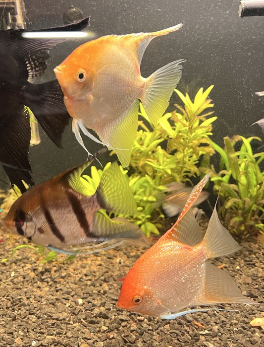 Великі скалярії 15-17см