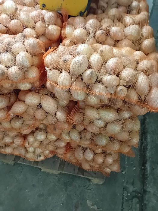 Cebula cukrowa sucha