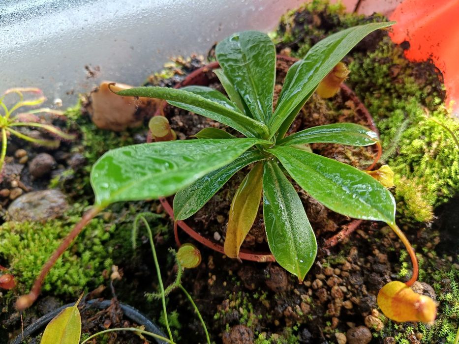 Dzbanecznik - roślina owadożerna