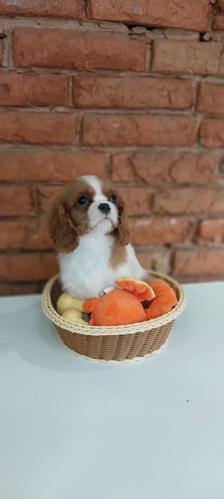 Кавалер Кинг Чарльз Спаниель