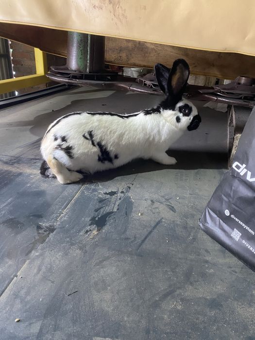 Samica srokacz niemiecki