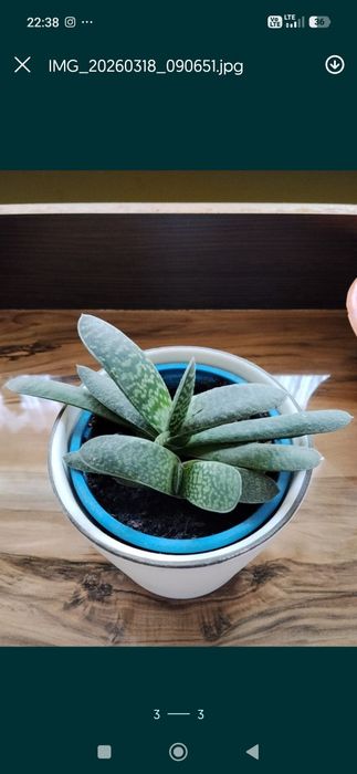 Gasteria  wysyłka olx