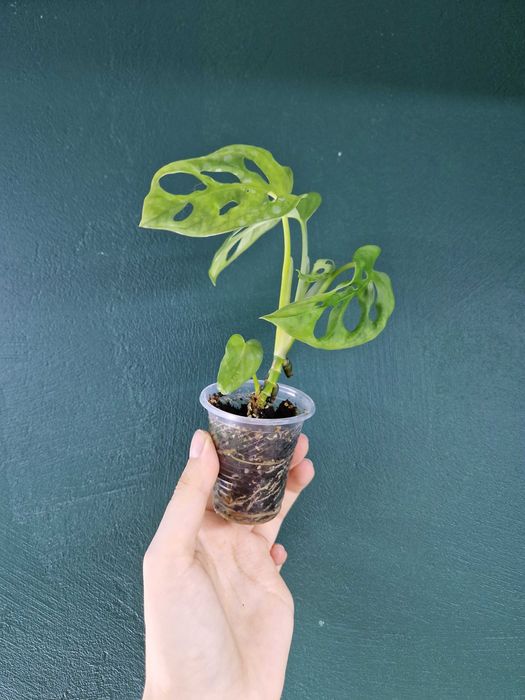 Кімнатні рослини