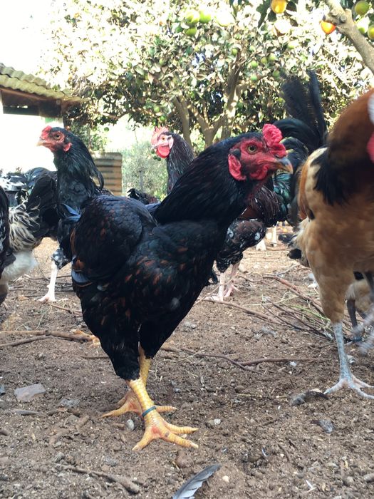 Frangos e galos cornish