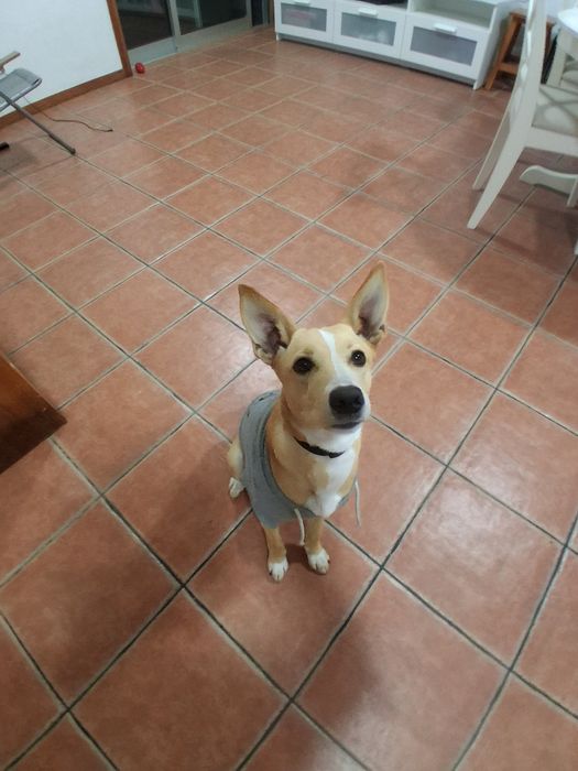 Cadela para adoção responsável