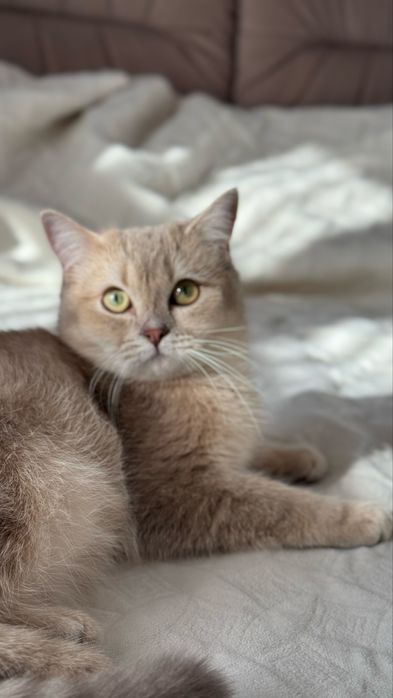 Шикарний крапний котик блакитна золота шиншила