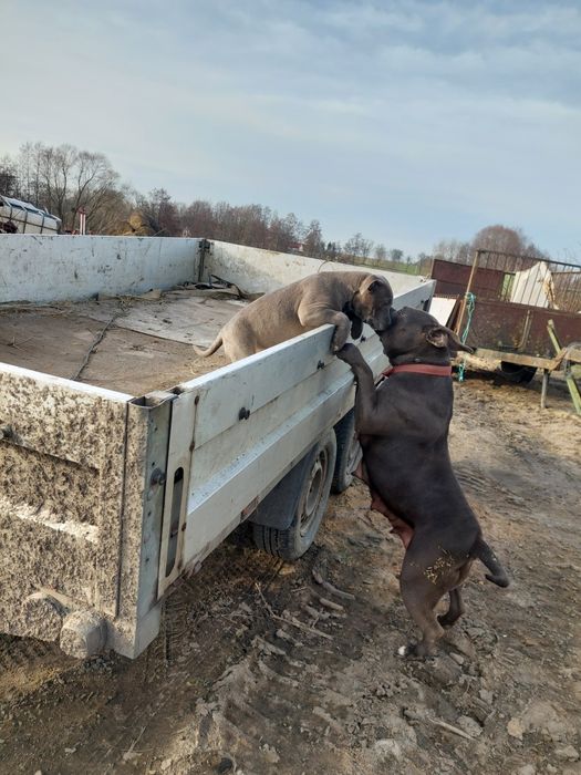 Szczeniak american Staffa terrier