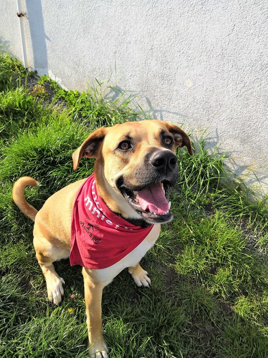 Bąbel szuka swojego człowieka