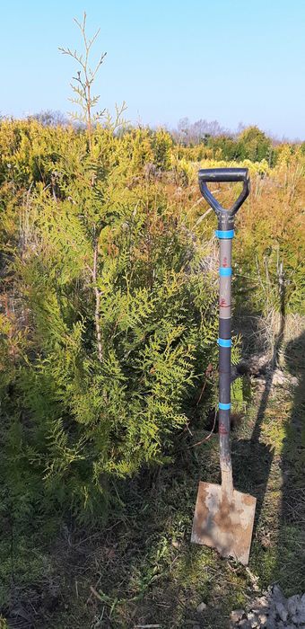 Thuja Brabant 150-170 CM