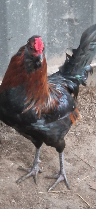 Sprzedam młode koguty